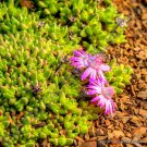Rare Antimima Pygmaea Living Stones Rock Mesembs Peables Succulent Seed 15 Seeds Fresh Garden