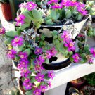 Rare Antimima Turneriana Exotic Ice Plant Ruschia Cactus Mesembs Seed 15 Seeds Fresh Garden