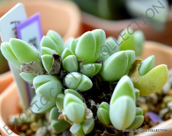 Rare Antimima Dualis Living Stones Rock Mesembs Peables Succulent Seed 15 Seeds Fresh Garden