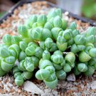 Rare Antimima Envoluta J Living Stone Rock Mesembs Pebble Cactus Seed 15 Seeds Fresh Garden