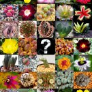 Mystery Seed Mix Surprise Rare Exotic Flowering Color Plant Random Seed 50 Seeds Fresh Garden
