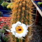 Rare Pilosocereus Zehntneri Exotic Cactus Succulent Cereus Cacti Seed 20 Seeds Fresh Garden