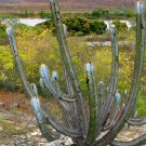 Rare Pilosocereus Magnificus Exotic Color Columnar Cacti Cactus Seed 10 Seeds Fresh Garden