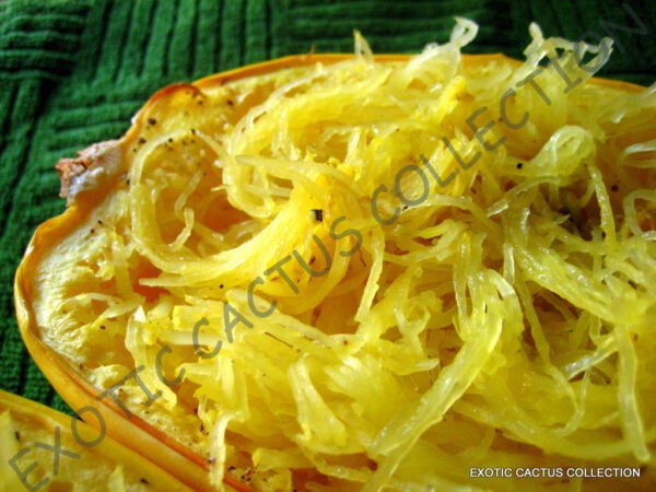 Spaghetti Squash Rare Pumpkin Pasta Substitute Organic Good To Eat Seed 50 Seeds Fresh Garden