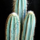 Pilosocereus Odilensis J Exotic Color Columnar Rare Cacti Cactus Seed 10 Seeds Fresh Garden