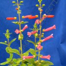 Rare Sinningia Hybrid Red Flowers J Exotic Flowering Succulent Seed 20 Seeds Fresh Garden