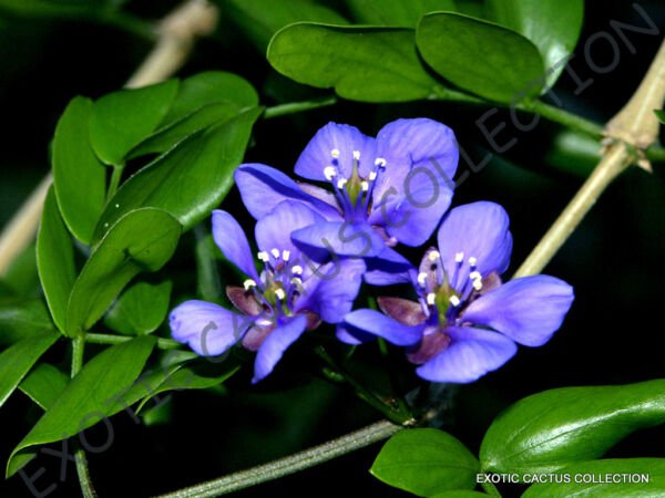 Rare Lignum Vitae Guaiacum Sanctum Exotic Lathe Hard Wood Bonsai Seed 10 Seeds Fresh Garden