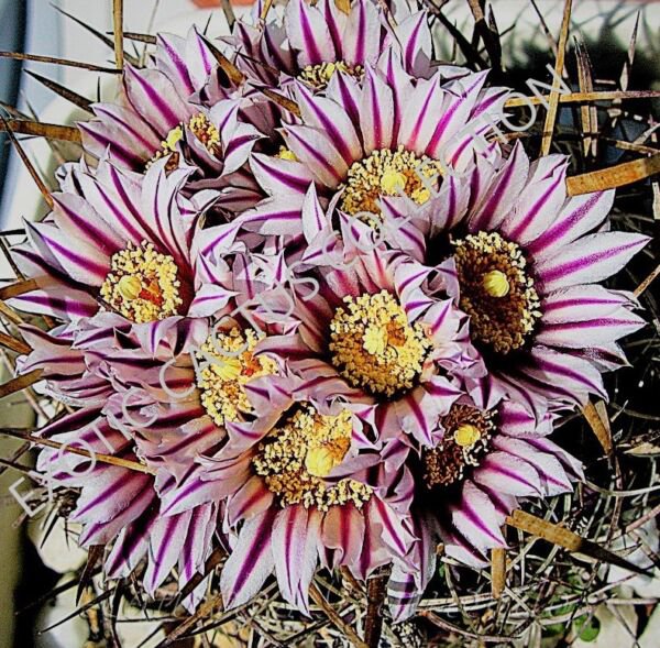 Rare Stenocactus Erectocentrus Echinofosulocactus Cactus Exotic Cacti 10 Seeds Fresh Garden