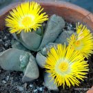 Rare Pleiospilos Compactus Mesemb Mesembs Rock Living Stones Seed 20 Seeds Fresh Garden
