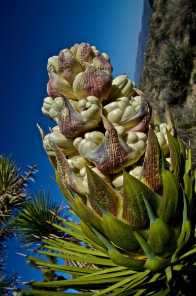 Rare Yucca Brevifolia J Succulent Cactus Joshua Tree Aloe Agave Seed 15 Seeds Fresh Garden