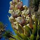 Rare Yucca Brevifolia J Succulent Cactus Joshua Tree Aloe Agave Seed 15 Seeds Fresh Garden