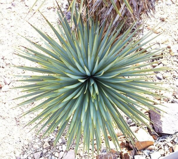 Rare Yucca Thompsoniana Exotic Succulent Cactus Seed Aloe Agave 15 Seeds Fresh Garden