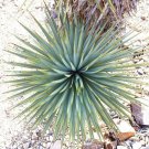Rare Yucca Thompsoniana Exotic Succulent Cactus Seed Aloe Agave 15 Seeds Fresh Garden