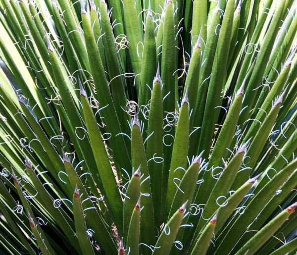 Rare Yucca Filamentosa Adam'S Needle Agave Aloe Flowering Seed 15 Seeds Fresh Garden