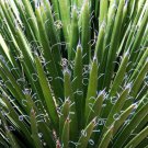 Rare Yucca Filamentosa Adam'S Needle Agave Aloe Flowering Seed 15 Seeds Fresh Garden