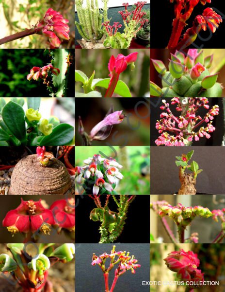 Flowering Monadenium Mix J Rare Exotic Succulent Cactus Variety Seed 10 Seeds Fresh Garden