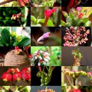 Flowering Monadenium Mix J Rare Exotic Succulent Cactus Variety Seed 10 Seeds Fresh Garden
