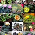 Exotic Aloinopsis Mix Rare Flowering Succulent Mesemb Living Stone Seed 20 Seeds Fresh Garden