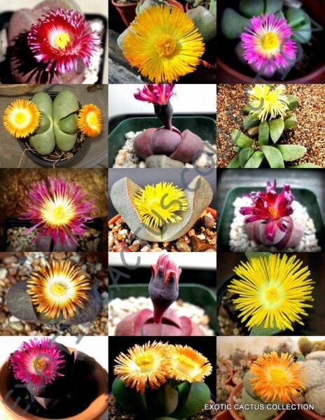 Flowering Pleiospilos Mix J Succulent Cactus Living Stones Rocks Seed 15 Seeds Fresh Garden