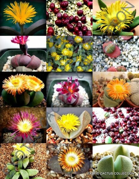 Exotic Pleiospilos Mix Succulent Cactus Mixed Living Stones Rocks Seed 15 Seeds Fresh Garden
