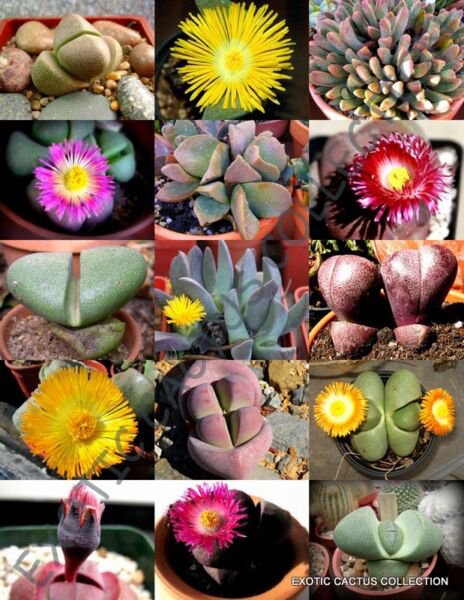 Color Pleiospilos Mix Succulent Cactus Mixed Living Stones Rocks Seed 15 Seeds Fresh Garden
