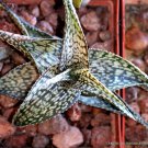 Rare Aloe Deltoideodonta Exotic Color Hybrid Succulent Agave Cacti Seed 10 Seeds Fresh Garden