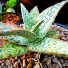 Rare Aloe Green Sand J Agave Healing Medicinal Succulent Plant Seed 10 Seeds Fresh Garden