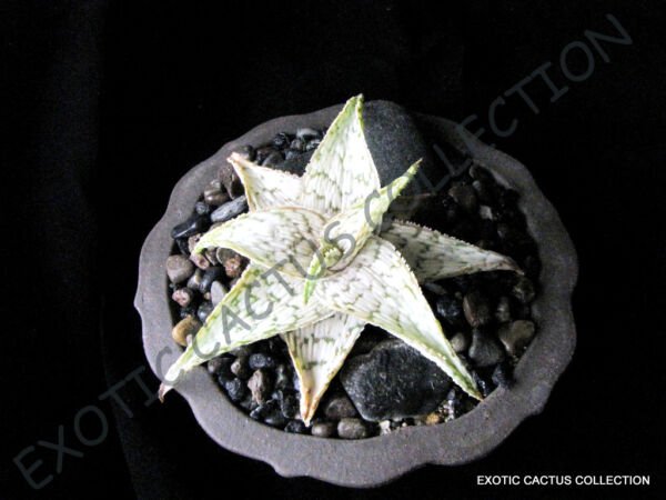 Rare Aloe Cv White Stag Hybrid Exotic Color Succulent Flowering Seed 10 Seeds Fresh Garden
