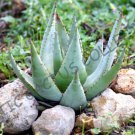 Rare Aloe Reitzii Exotic Silver Gray Color Succulent Cactus Red Seed 10 Seeds Fresh Garden