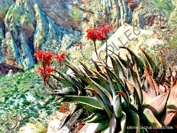 Rare Aloe Comptonii Mitriformis Exotic Color Succulent Cactus Red Seed 10 Seeds Fresh Garden