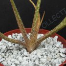 Rare Aloe Bellatula Madagascar Exotic Color Miniature Succulent Seed 10 Seeds Fresh Garden