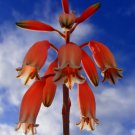 Rare Aloe Parvula J Madagascar Exotic Color Miniature Succulent Seed 10 Seeds Fresh Garden
