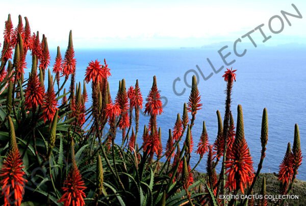 Rare Aloe Arborescens Kranz Vera Healing Medicinal Succulent Plant Seed 10 Seeds Fresh Garden