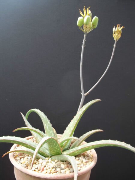 Rare Aloe Sinkatana Cactus Hybrid Exotic Color Succulent Flowering Seed 10 Seeds Fresh Garden