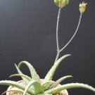 Rare Aloe Sinkatana Cactus Hybrid Exotic Color Succulent Flowering Seed 10 Seeds Fresh Garden