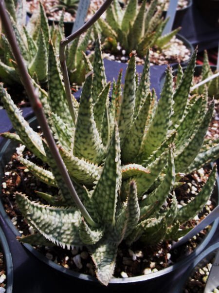 Rare Aloe Cultivar White Lightning Exotic Hybrid Color Succulent Seed 10 Seeds Fresh Garden