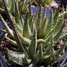 Rare Aloe Cultivar White Lightning Exotic Hybrid Color Succulent Seed 10 Seeds Fresh Garden
