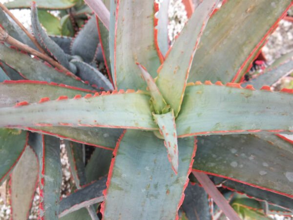 Rare Aloe Cultivar Sunset Exotic Hybrid Color Succulent Cactus Seed 10 Seeds Fresh Garden