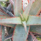 Rare Aloe Cultivar Sunset Exotic Hybrid Color Succulent Cactus Seed 10 Seeds Fresh Garden