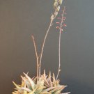 Rare Aloe Cultivar Sunrise Hybrid Exotic Red Color Succulent Cacti Seed 10 Seeds Fresh Garden