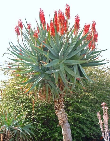 Rare Aloe Ferox Exotic Bitter Medicinal Gel Succulent Desert Plant Seed 10 Seeds Fresh Garden