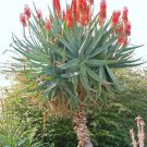 Rare Aloe Ferox Exotic Bitter Medicinal Gel Succulent Desert Plant Seed 10 Seeds Fresh Garden