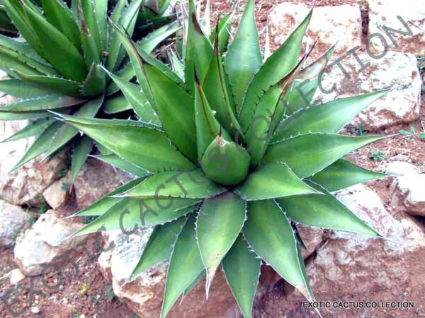 Rare Agave Horrida Exotic Succulent Aloe Plant Desert Sun Cactus Seed 15 Seeds Fresh Garden