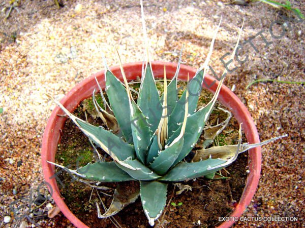 Rare Agave Utahensis Eborispina Exotic Succulent Cactus Seed Plant Aloe 15 Seeds Fresh Garden