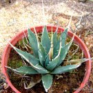 Rare Agave Utahensis Eborispina Exotic Succulent Cactus Seed Plant Aloe 15 Seeds Fresh Garden