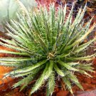 Rare Agave Toumeyana Bella Sunflower Aloe Exotic Succulent Cactus Seed 15 Seeds Fresh Garden