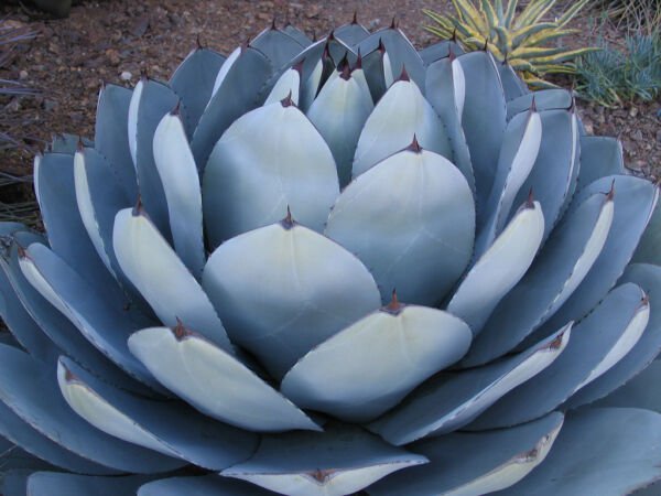 Rare Agave Parryi Truncata Succulent Artichoke Plant Exotic Seed 15 Seeds Fresh Garden