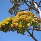 Rare Agave Parryi Succulent Mescal Century Plant Exotic Seed 15 Seeds Fresh Garden