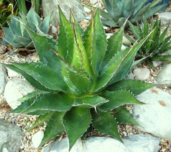 Rare Mountain Agave Montana Succulent Plant Exotic Hardy Seed 15 Seeds Fresh Garden
