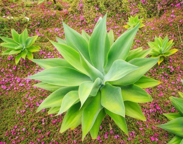 Rare Foxtail Agave Attenuata Spineless Agaves Succulent Aloe Plant Seed 15 Seeds Fresh Garden